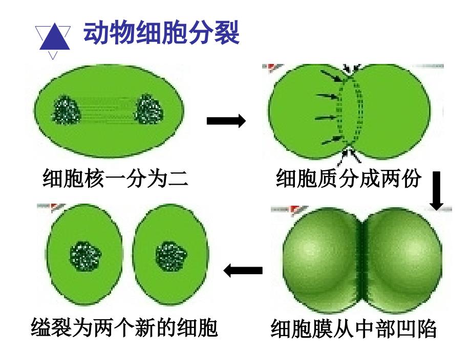 人教版七年级生物上册2.2.2动物体的结构层次(32张ppt)_第2页