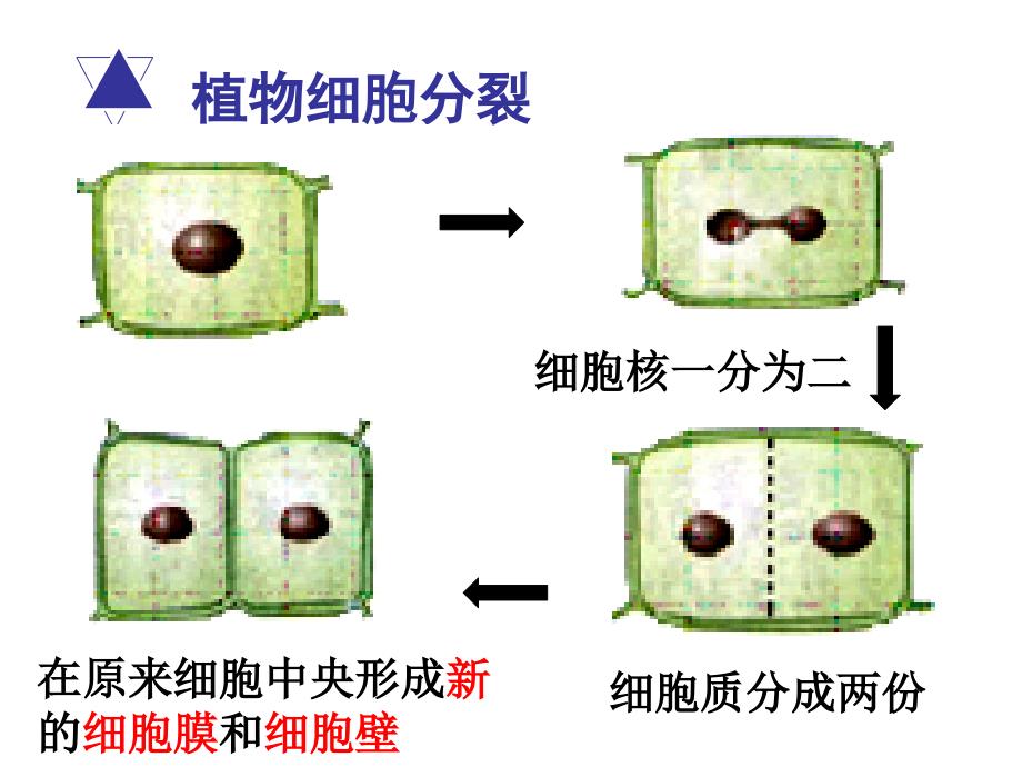 人教版七年级生物上册2.2.2动物体的结构层次(32张ppt)_第3页