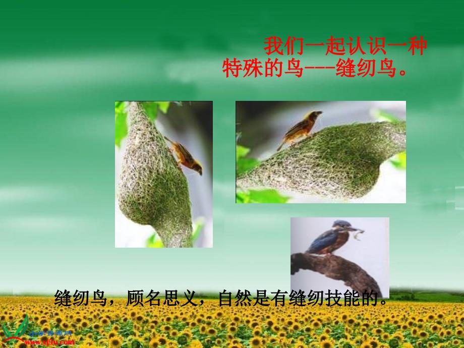 缝纫鸟_第1页