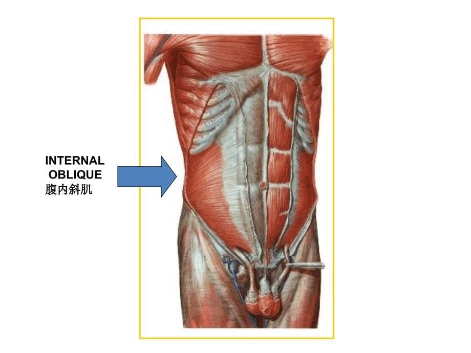 疝-腹股沟疝解剖图谱_第5页