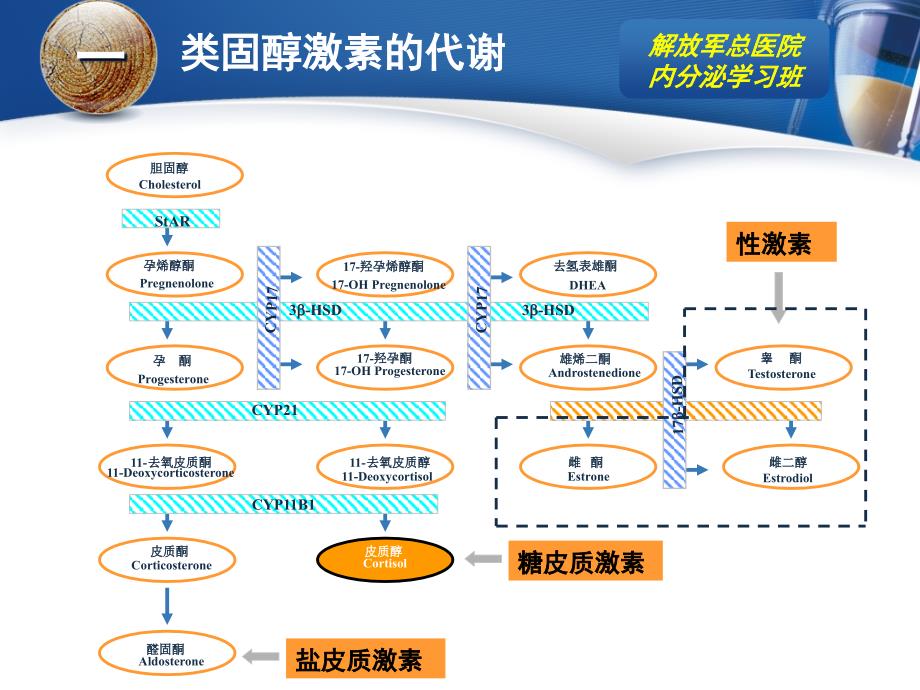 先天性肾上腺皮质增生症85780_第4页