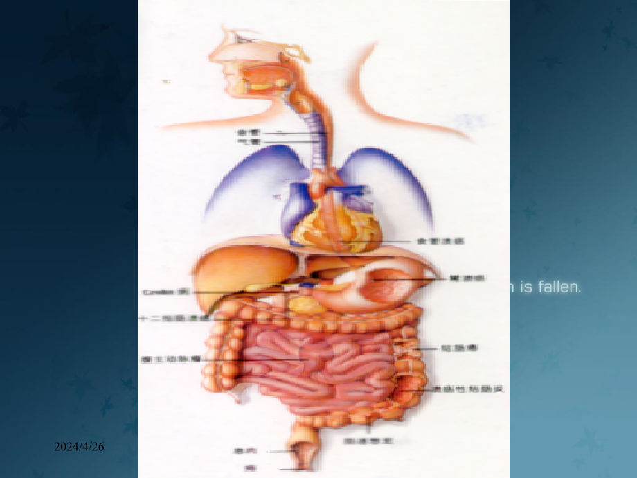 中医内科学：腹痛_第2页