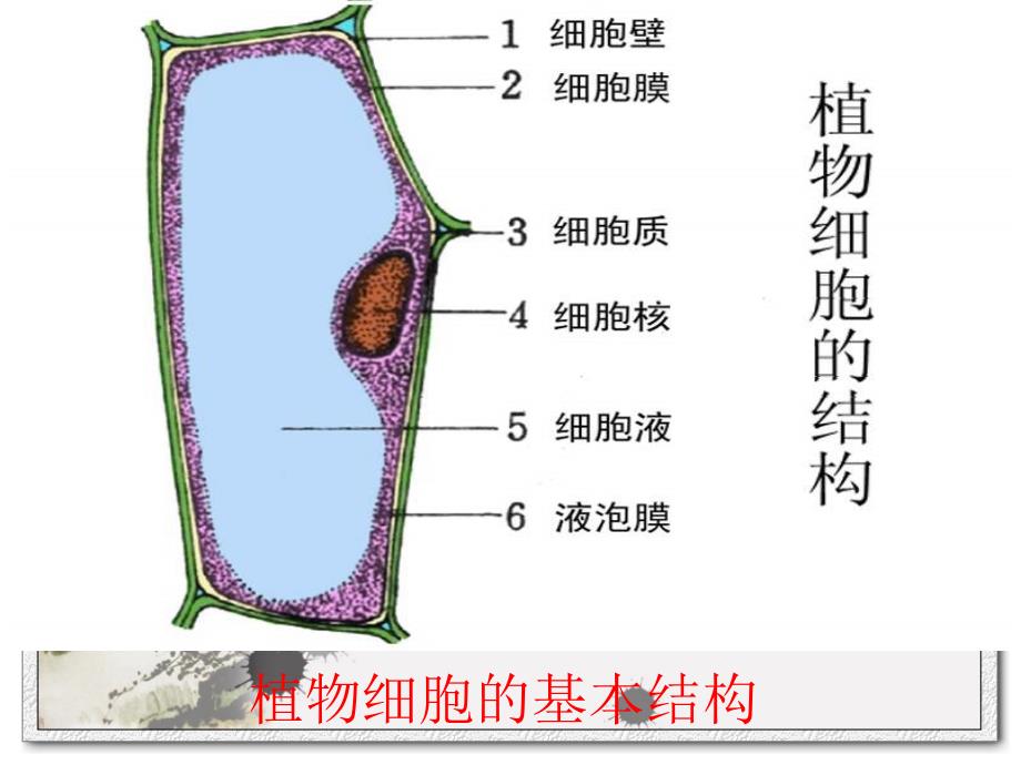 动植物细胞结构和功能_第2页