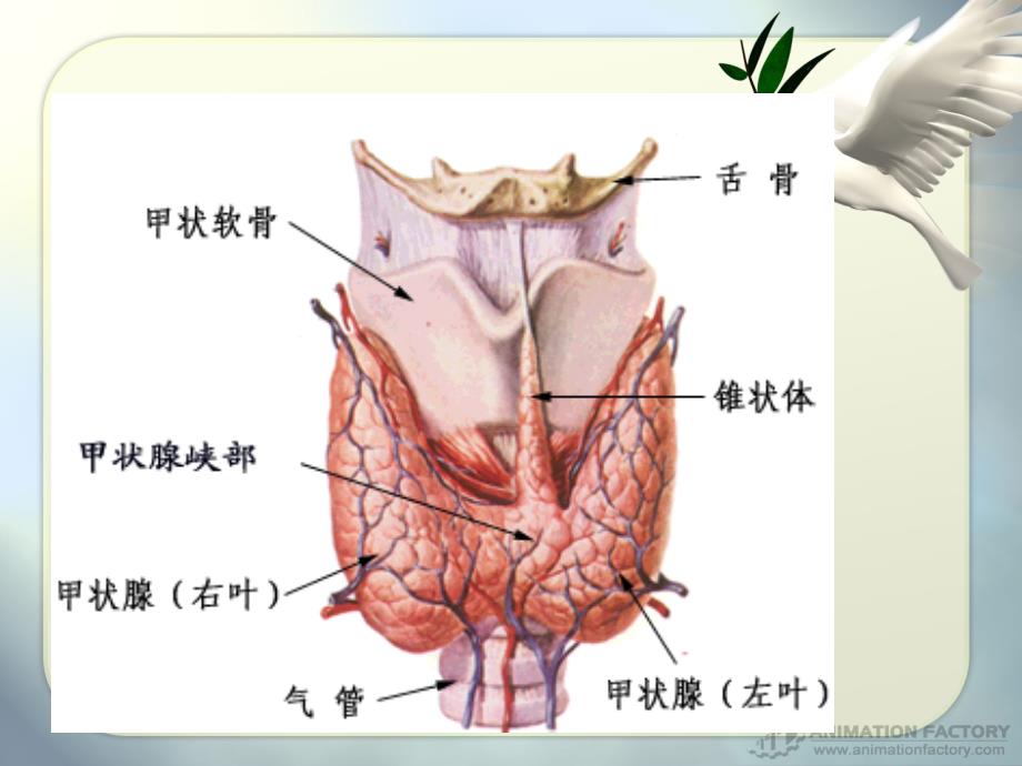 碘参与甲状腺激素合成机制_第2页