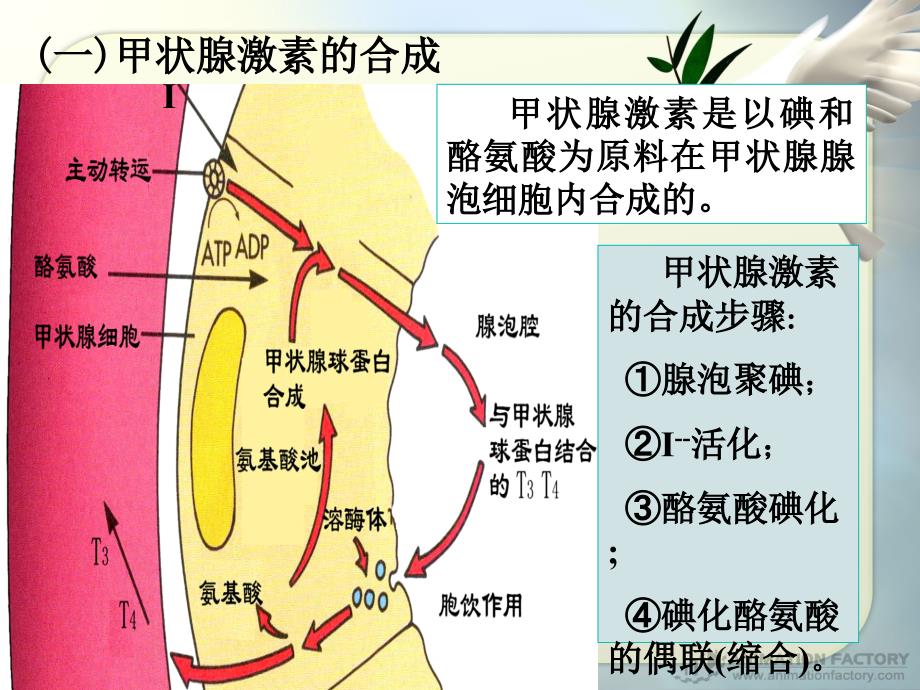 碘参与甲状腺激素合成机制_第4页