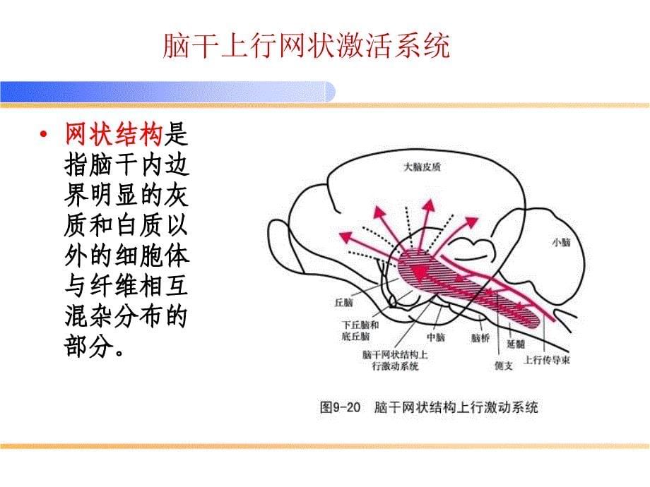 意识障碍分级与评估_第5页