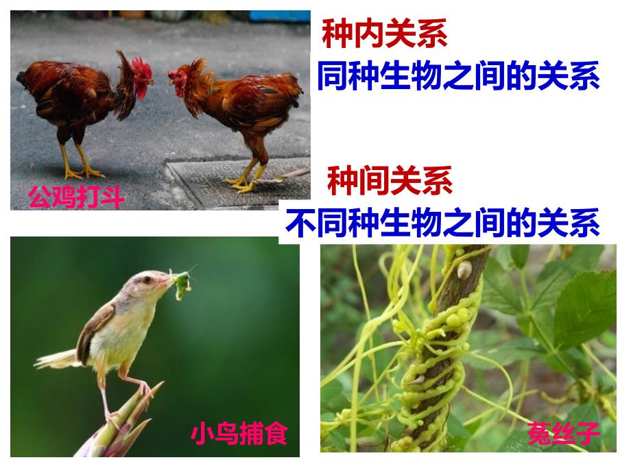 生物因素对生物影响_第2页