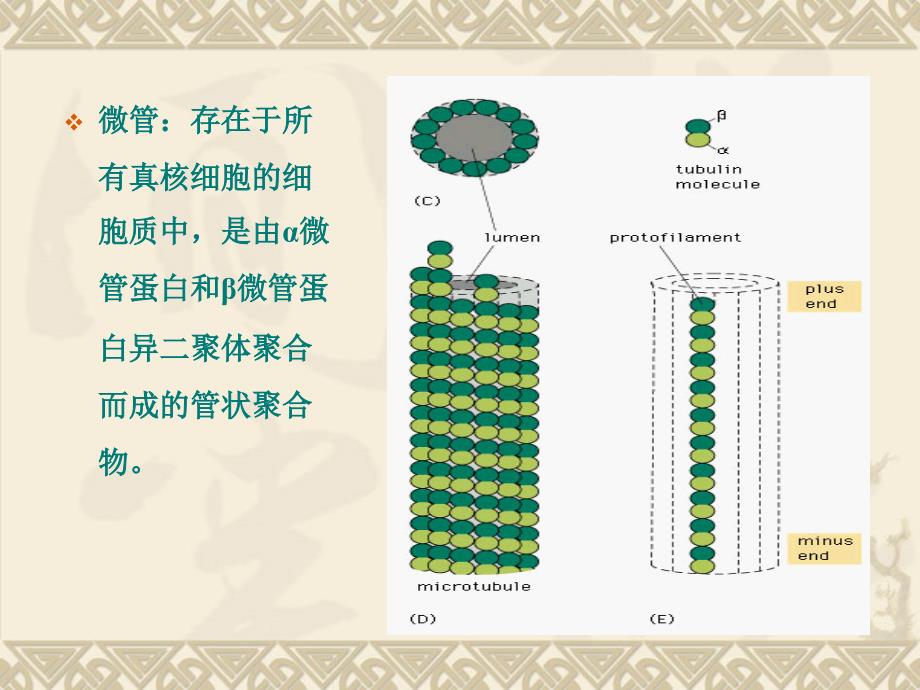 作用于微管抗肿瘤药物概述_第2页