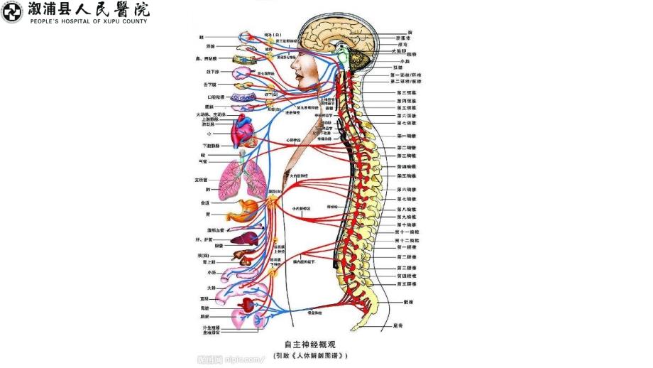 龙氏治脊疗法在颈椎应用_第2页