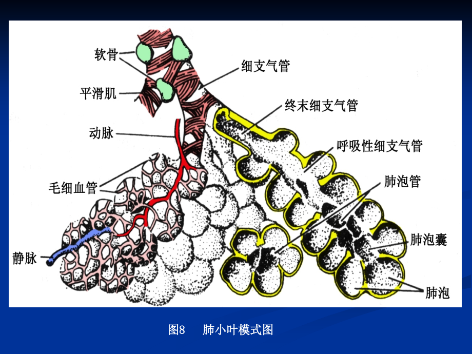 肺小叶、肺间质解剖与病变hrct诊断_第4页