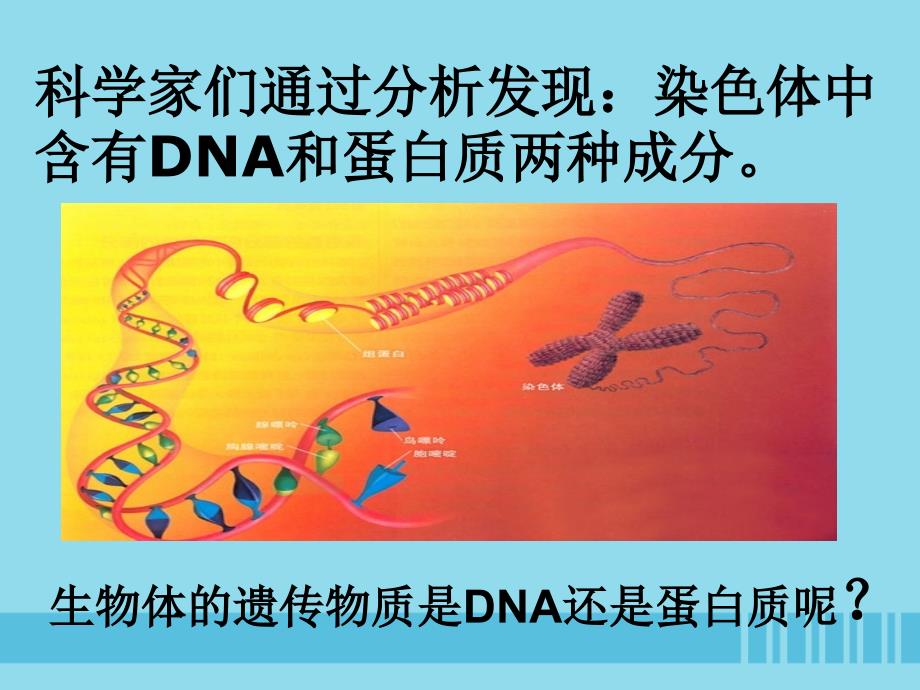 2018-2019学年高中生物 第3章 第1节 dna是主要的遗传物质（一）课件 新人教版必修2_第2页