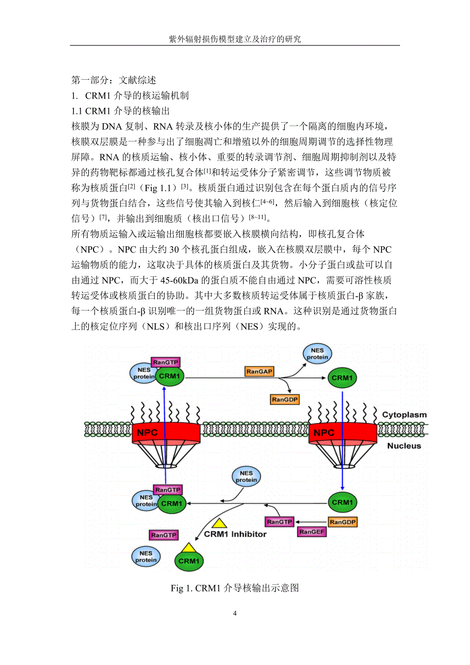 毕业论文范文——紫外辐射损伤模型建立及治疗的研究_第4页