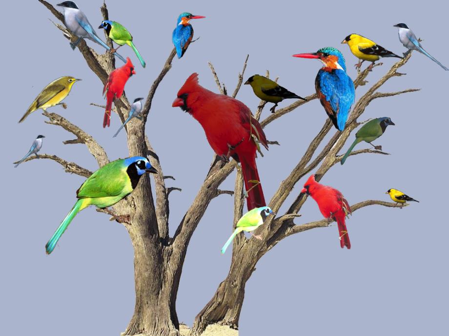 2017春六年级语文下册 第3课《鸟是树的花朵》（图文并茂）教学课件 冀教版_第3页