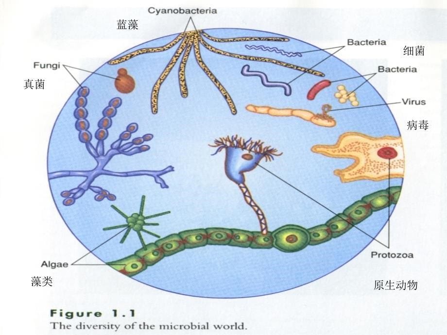 奥赛 微生物1_第5页