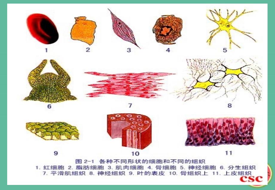 四川省成都市高中生物 第一章 走近细胞 1.2 细胞的多样性和统一性课件 新人教版必修1_第2页