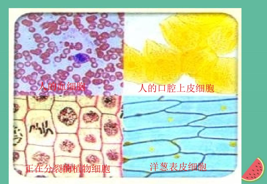 四川省成都市高中生物 第一章 走近细胞 1.2 细胞的多样性和统一性课件 新人教版必修1_第3页