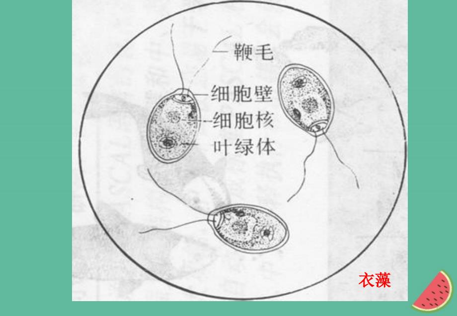 四川省成都市高中生物 第一章 走近细胞 1.2 细胞的多样性和统一性课件 新人教版必修1_第4页