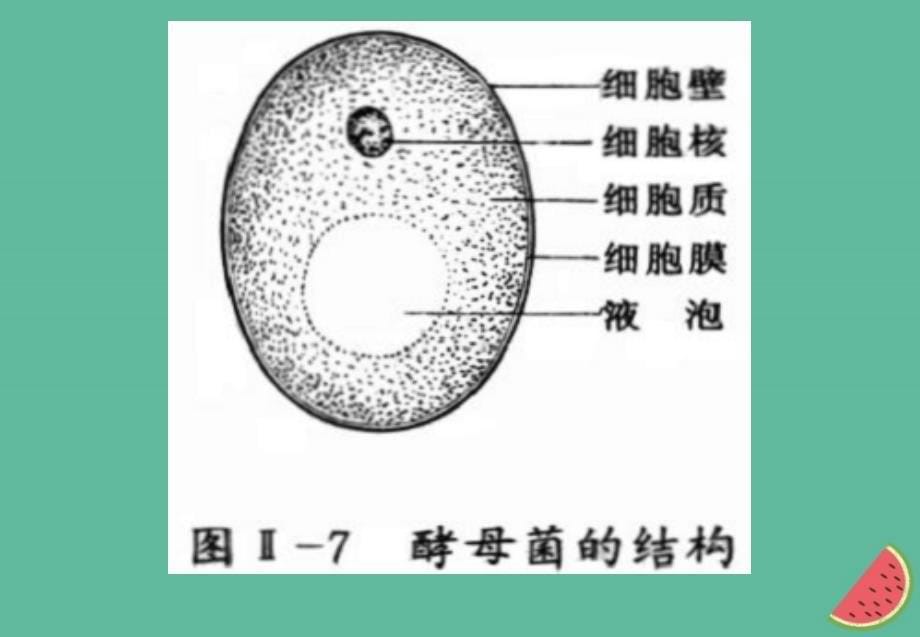 四川省成都市高中生物 第一章 走近细胞 1.2 细胞的多样性和统一性课件 新人教版必修1_第5页