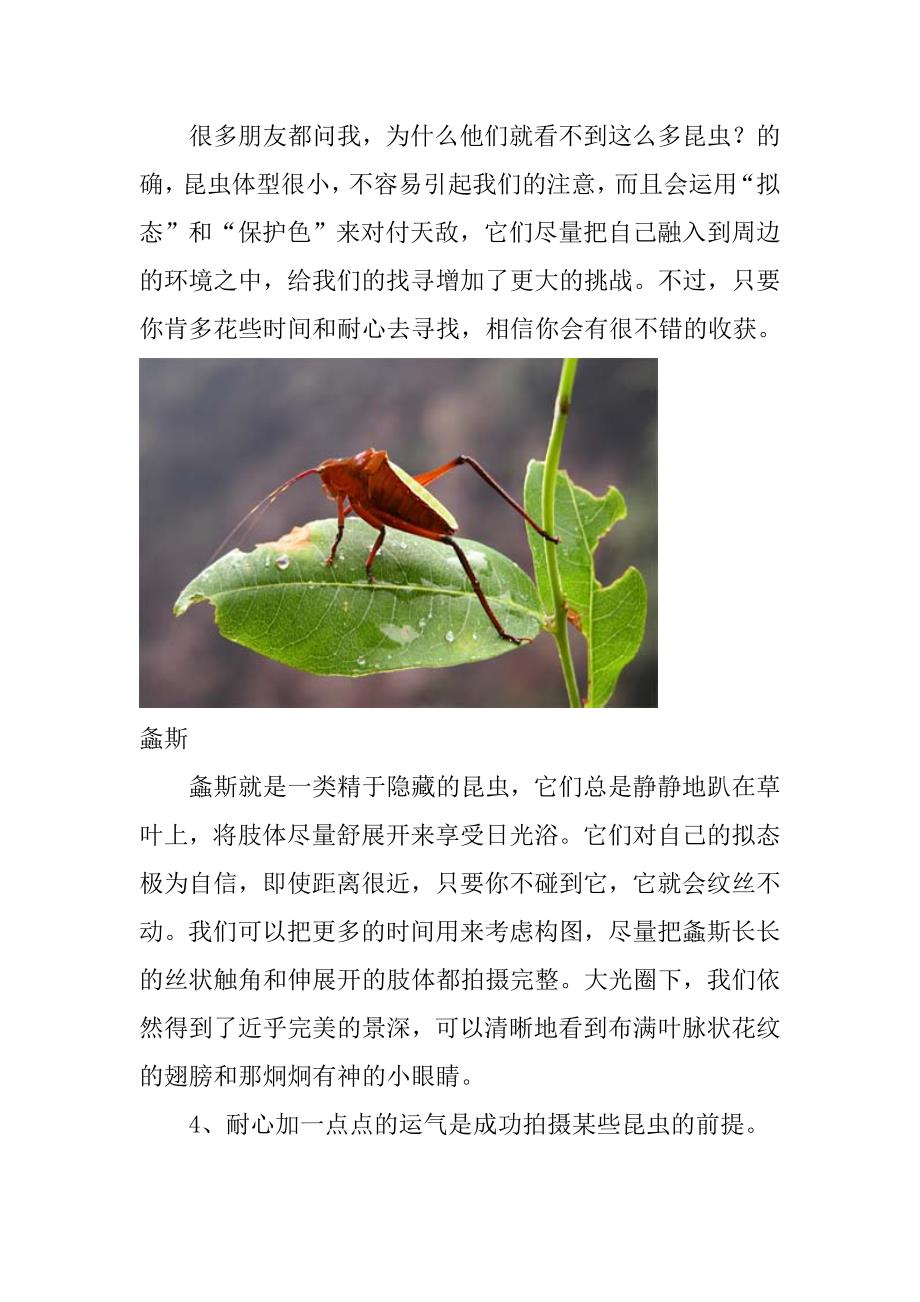 昆虫拍摄技巧_第4页