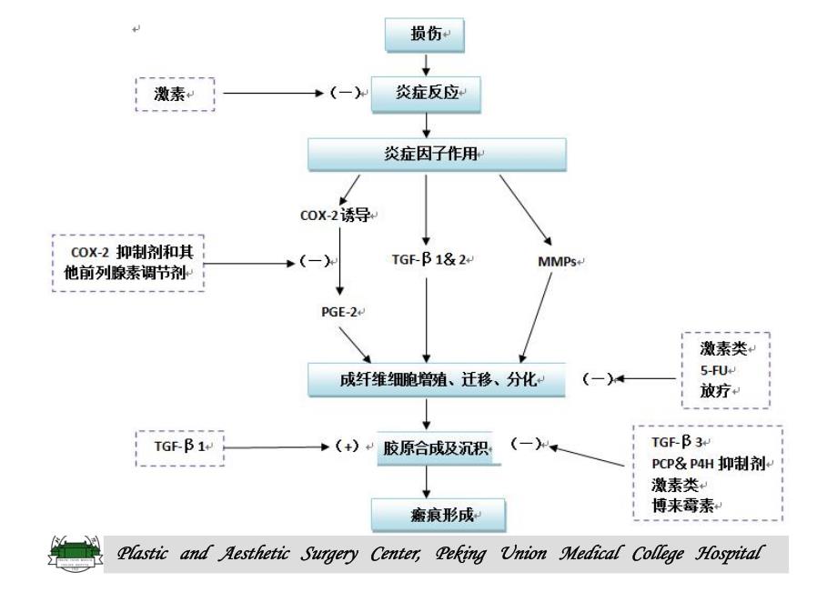 瘢痕的治疗和展望_第4页