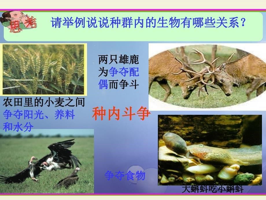 九年级科学下册2_1生物与环境的相互关系二课件新版浙教版_第5页