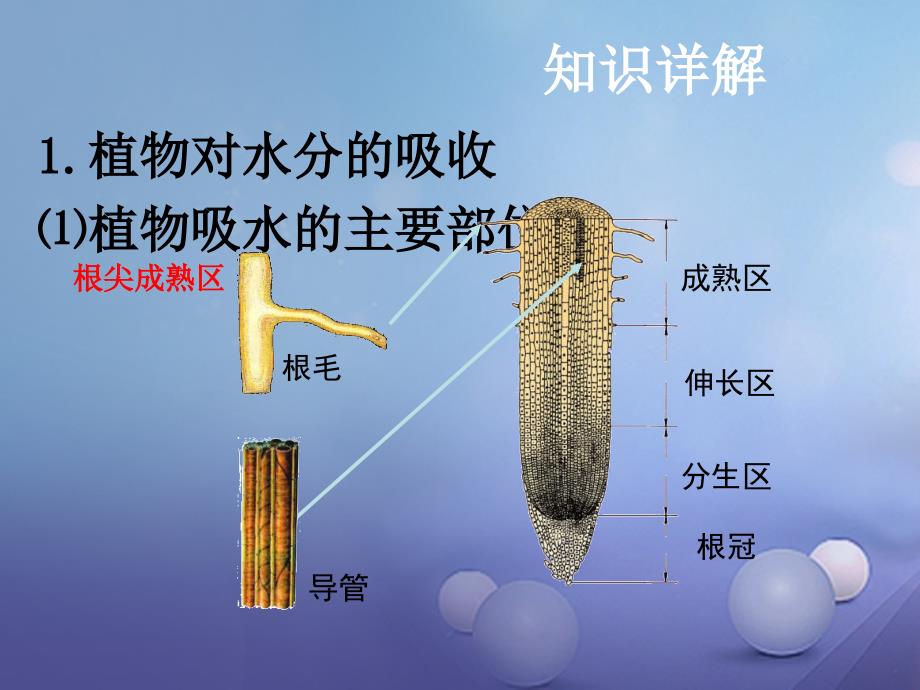 中考生物 第四章 第二节 绿色植物的生活需要水和无机盐复习课件_第4页