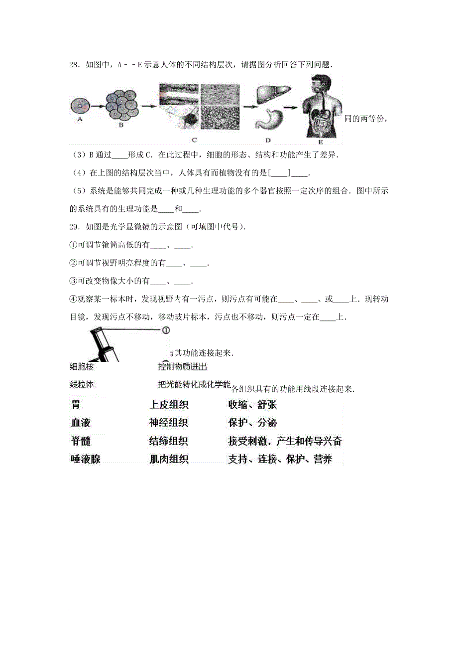 七年级生物上册 第二单元 生物体的结构层次单元综合测试卷（含解析） 新人教版_第4页