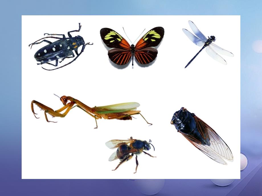 七年级生物下册 第五单元 第12章 空中的生物 第2节 昆虫课件2 （新版）苏科版_第3页
