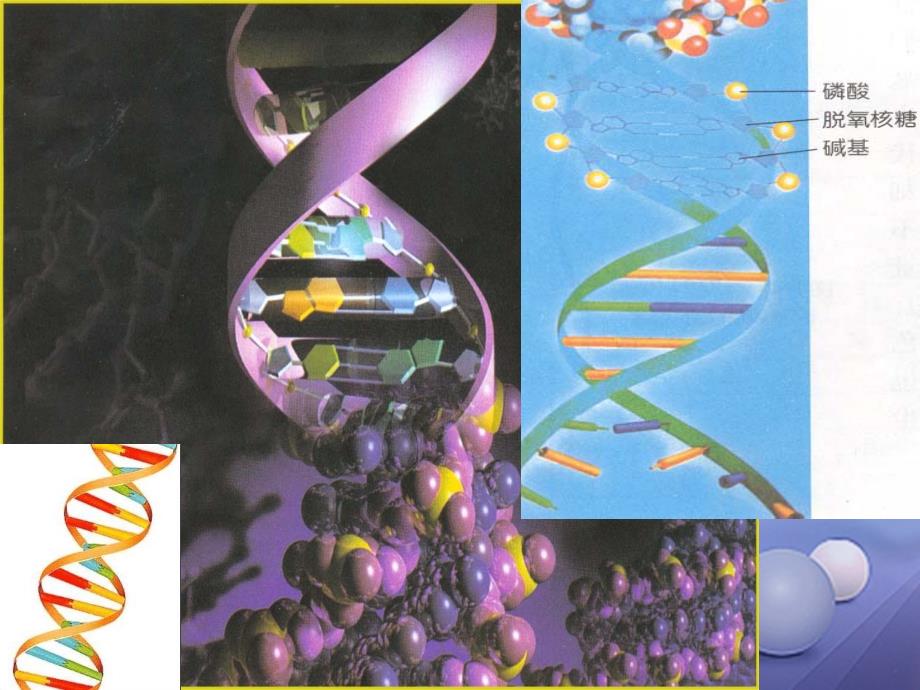 九年级科学下册1_5遗传与进化3课件新版浙教版_第4页