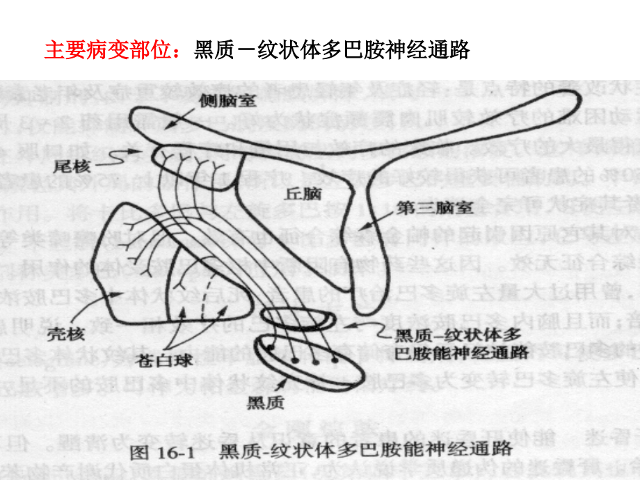 治疗中枢神经系统退行性疾病ppt医学课件_第4页