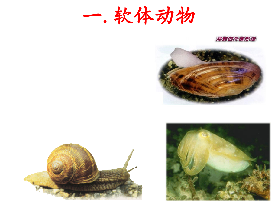 新人教版八年级生物第三节软体动物和节肢动物.ppt_第3页