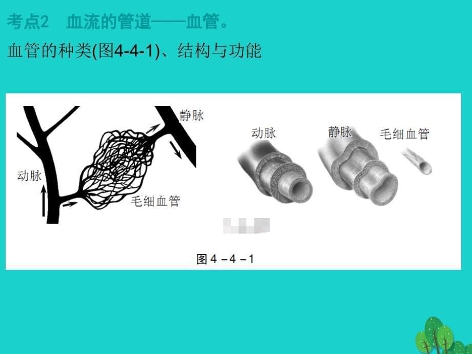 中考生物第一轮系统复习-第4单元  生物圈中的人 第4章-人体内物质的运输_第5页