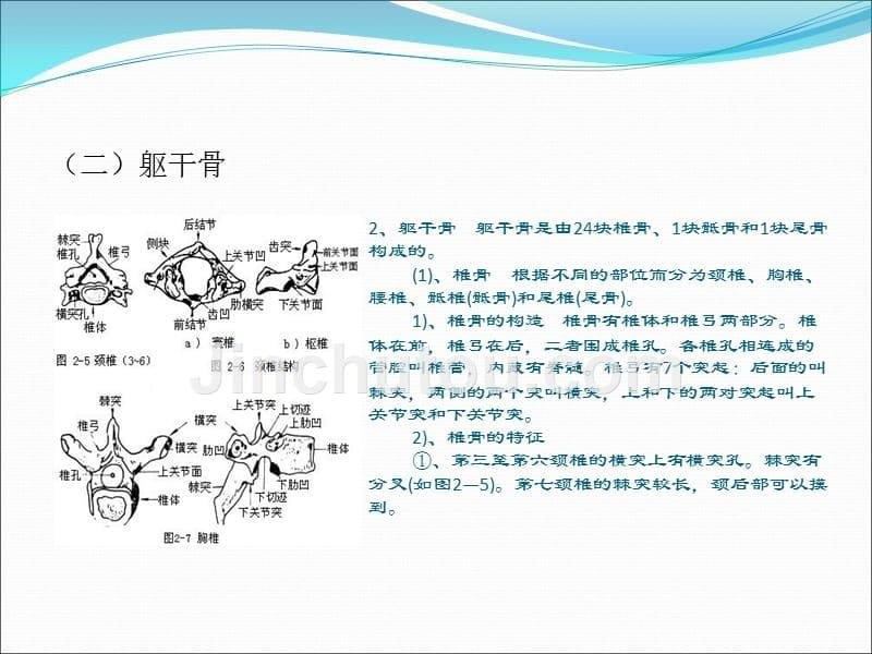 体表骨性标志ppt课件_第5页