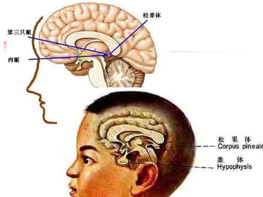 饮食与健康胃肠道疾病_第5页