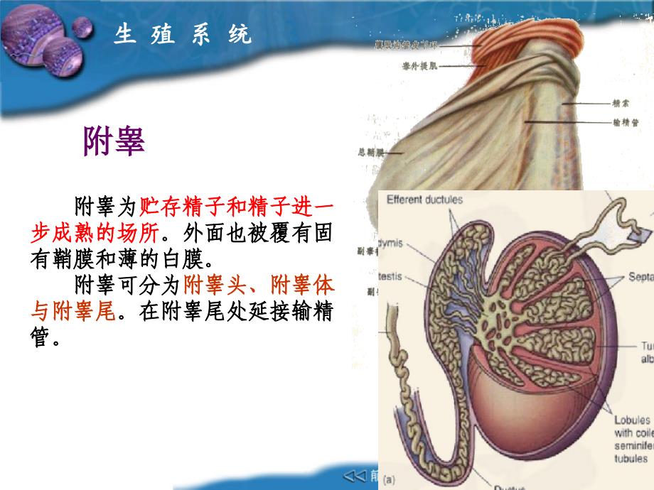 畜禽解剖生理8生殖系统_第4页