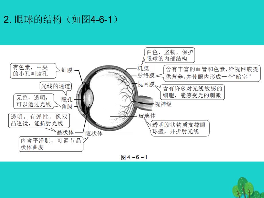 中考生物第一轮系统复习-第4单元  生物圈中的人 第6 7章-人体生命活动的调节_第3页