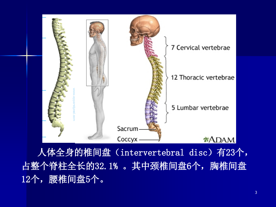 腰突症诊治新进展_第3页