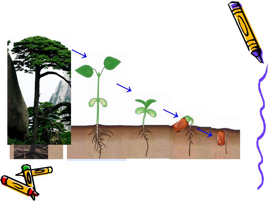 种子植物课件公开课_第2页