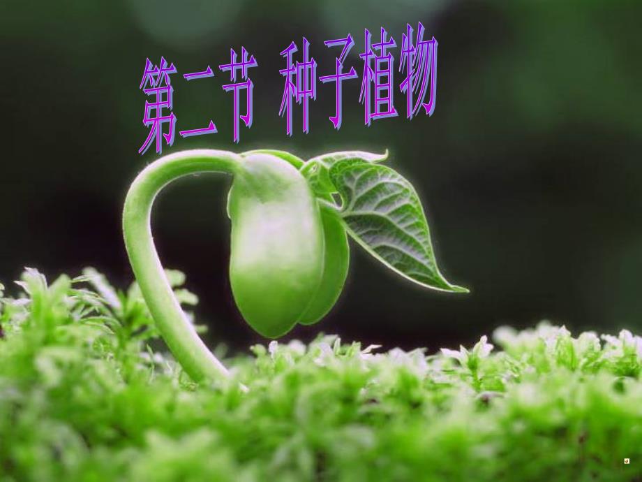 种子植物课件公开课_第3页