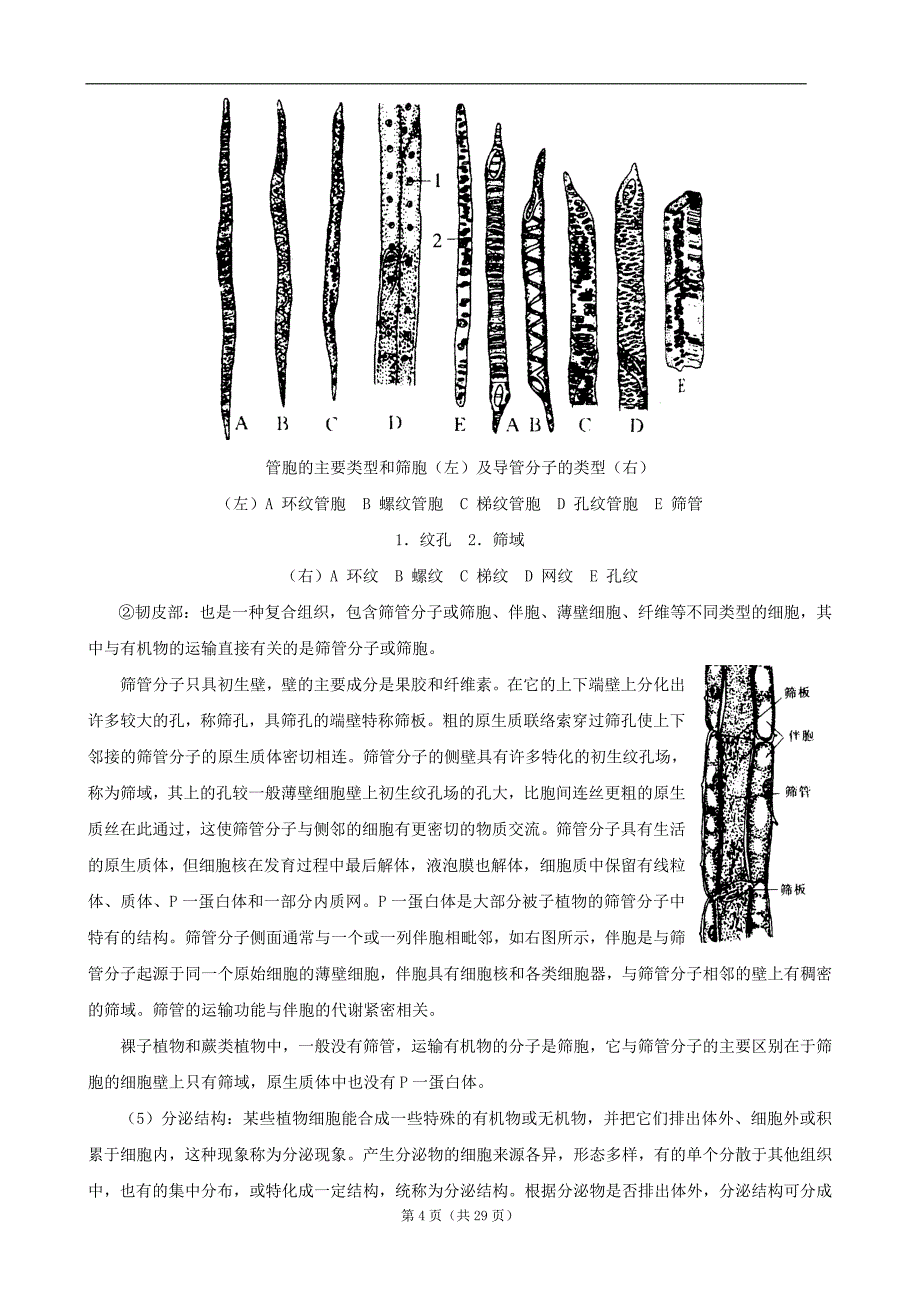 高中生物竞赛辅导：第一讲-植物形态解剖_第4页