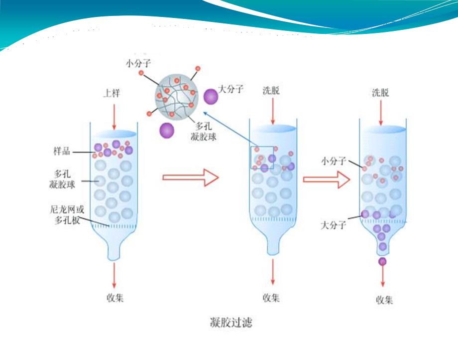 第三章--凝胶分离技术_第4页