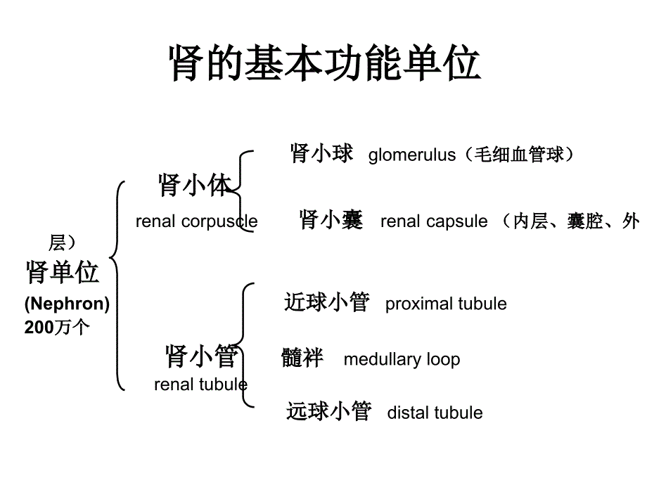 肾脏生理_第4页