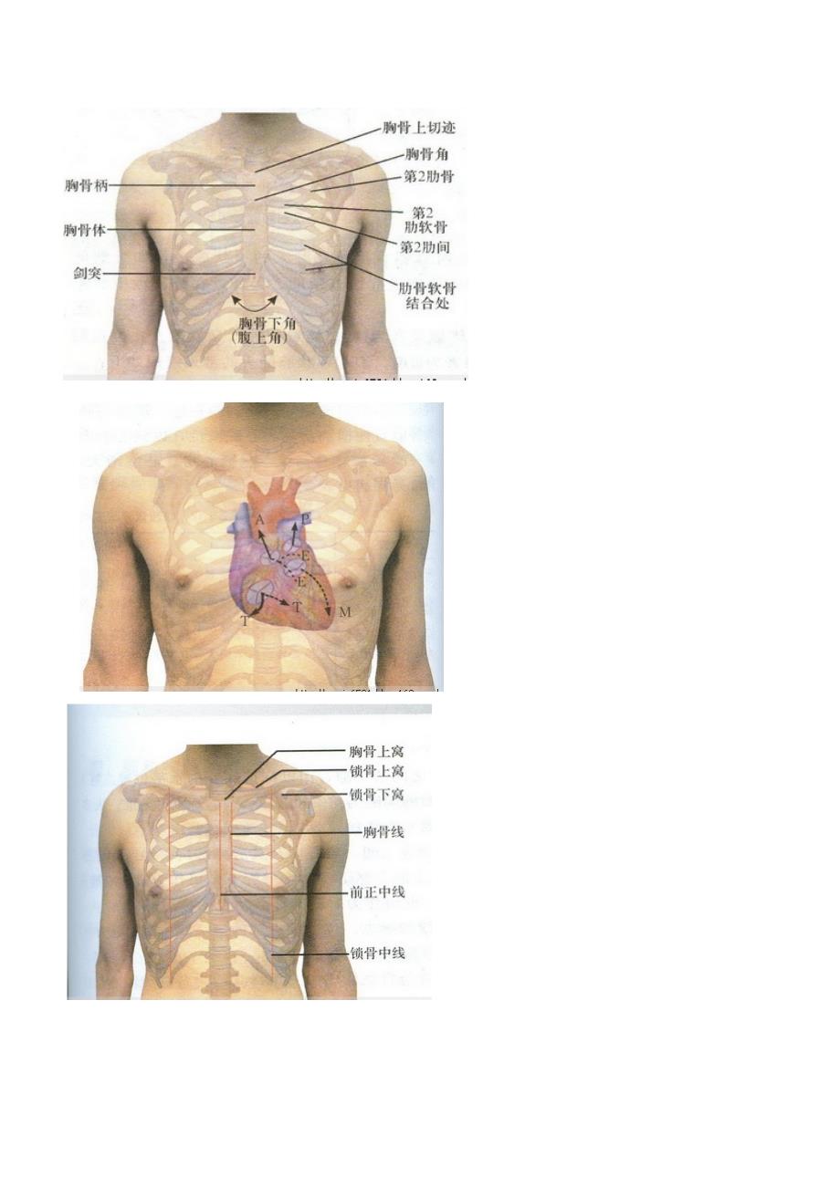 超级实用人体常用体表标志_第3页