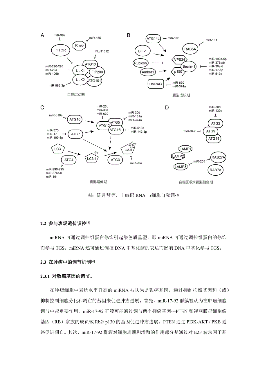 非编码rna分类与其功能总结_第4页