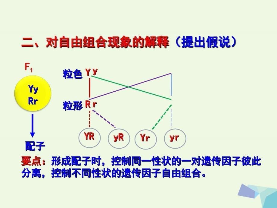 高中生物第一章遗传因子的发现1_2孟德尔的豌豆杂交实验二课件提升版新人教版必修2_第5页