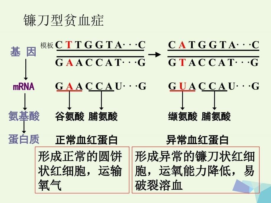 高中生物 第四章 基因的表达 4_4 基因突变与基因重课件 新人教版必修21_第5页