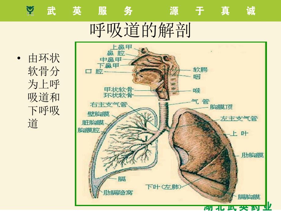 呼吸系统疾病与用药_第1页
