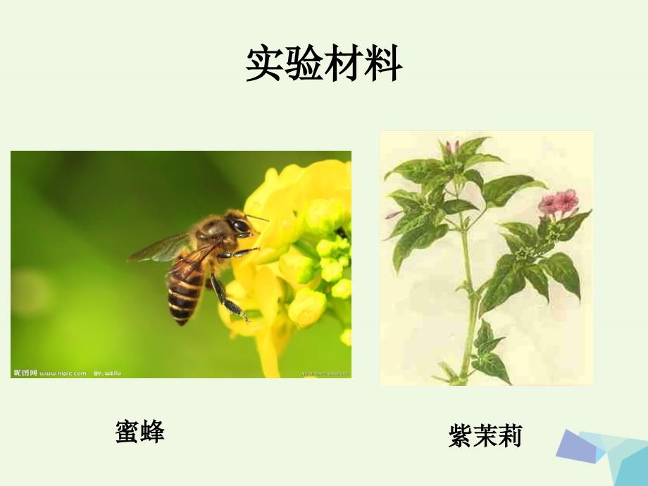 高中生物 第一节 分离定律（第1课时）课件 沪科版必修_第3页