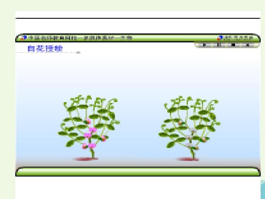 高中生物 第一节 分离定律（第1课时）课件 沪科版必修_第5页