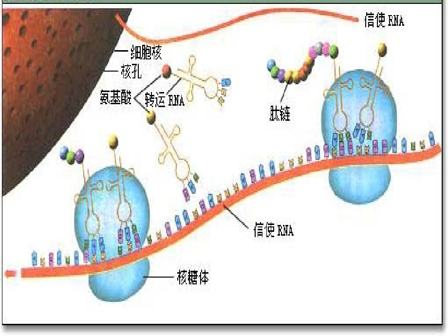 高中生物 第四节 遗传信息的表达rna和蛋白质的合成课件 浙科版必修_第2页